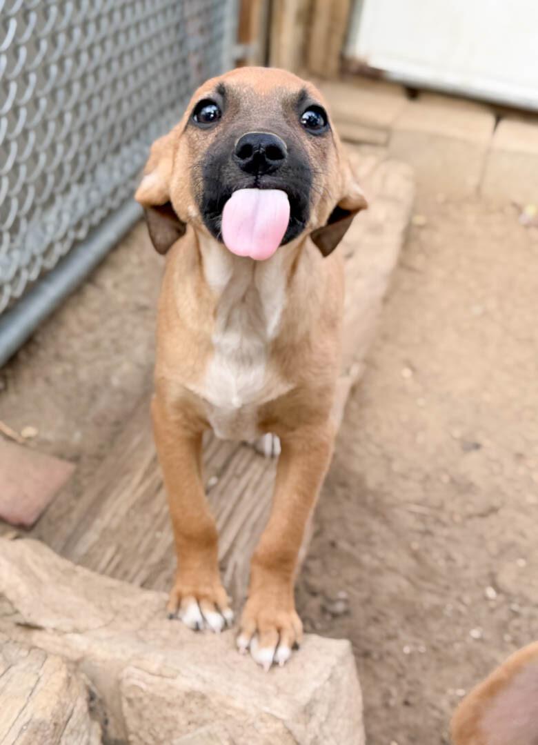 Enlarge Sunny, a Adoptable mixed breed in Windsor, CO image 4/6