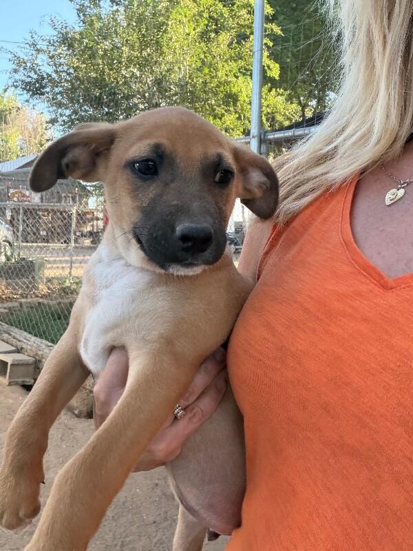 Enlarge Sunny, a Adoptable mixed breed in Windsor, CO image 5/6