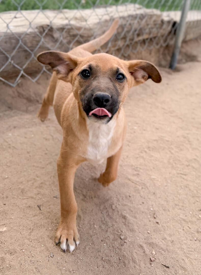Enlarge Sunny, a Adoptable mixed breed in Windsor, CO image 6/6