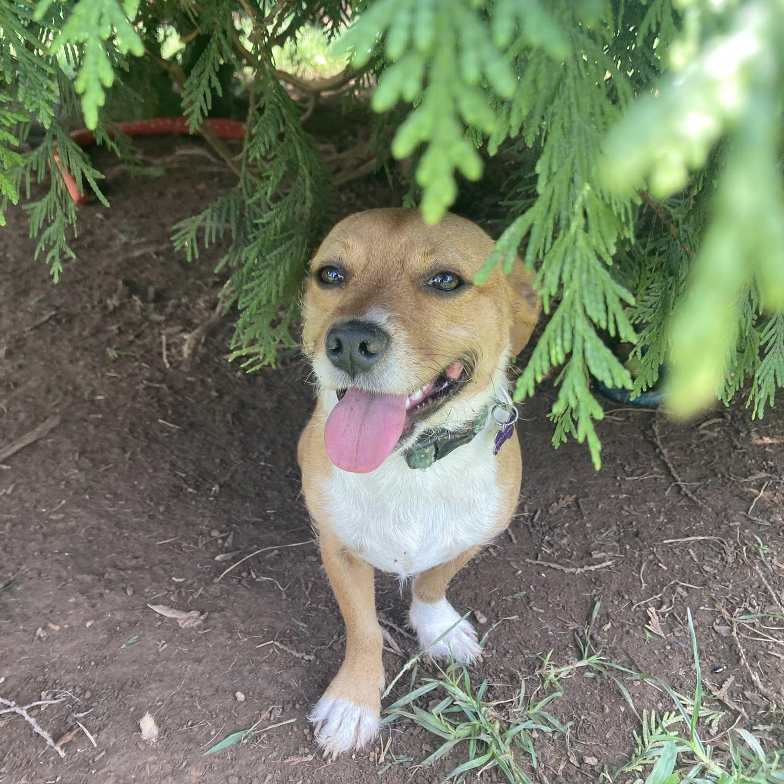 Maddie, an adoptable Basenji, Corgi in Fort Mill, SC, 29715 | Photo Image 1