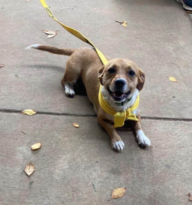 Maddie, an adoptable Basenji, Corgi in Fort Mill, SC, 29715 | Photo Image 3