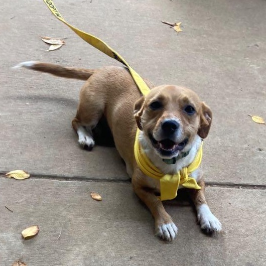 Maddie, a Adoptable mixed breed in Fort Mill, SC image 2/6