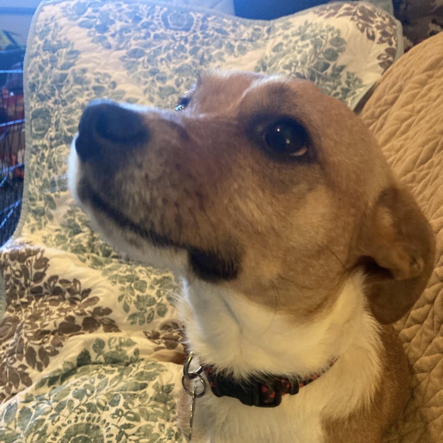 Maddie, an adoptable Basenji, Corgi in Fort Mill, SC, 29715 | Photo Image 4