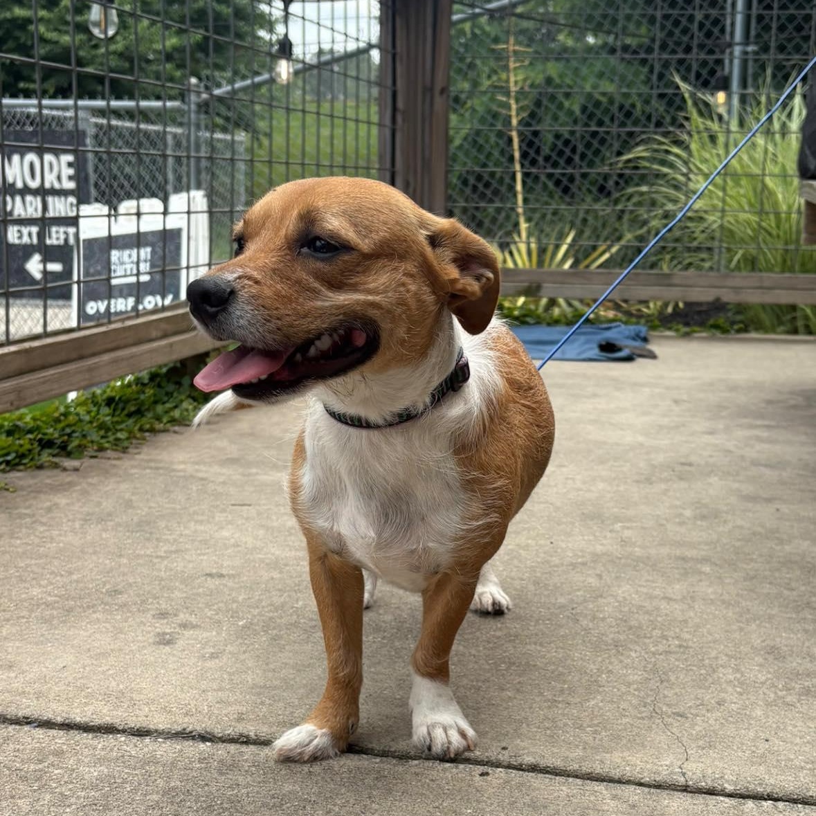Maddie, an adoptable Basenji, Corgi in Fort Mill, SC, 29715 | Photo Image 2