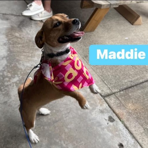 Maddie, an adoptable Basenji, Corgi in Fort Mill, SC, 29715 | Photo Image 5