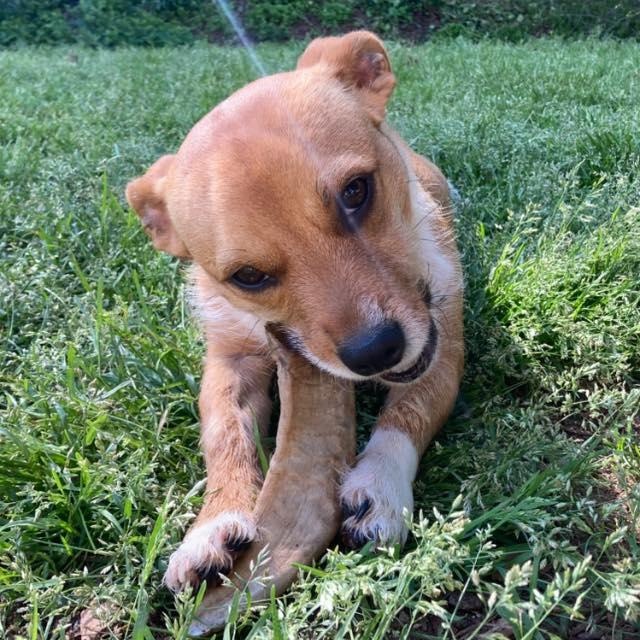 Maddie, an adoptable Basenji, Corgi in Fort Mill, SC, 29715 | Photo Image 6