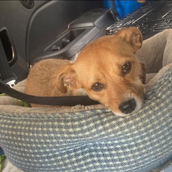 Maddie, an adoptable Basenji, Corgi in Fort Mill, SC, 29715 | Photo Image 3