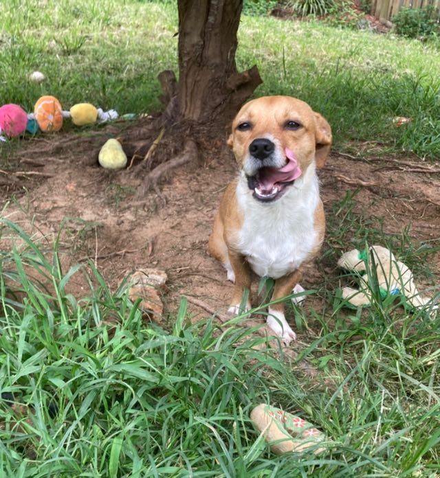 Maddie, an adoptable Basenji, Corgi in Fort Mill, SC, 29715 | Photo Image 2