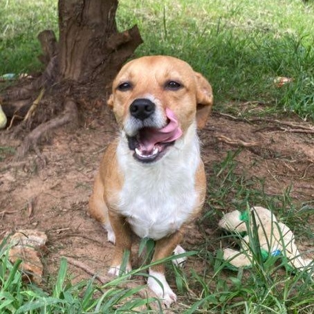 Maddie, a Adoptable mixed breed in Fort Mill, SC image 3/6
