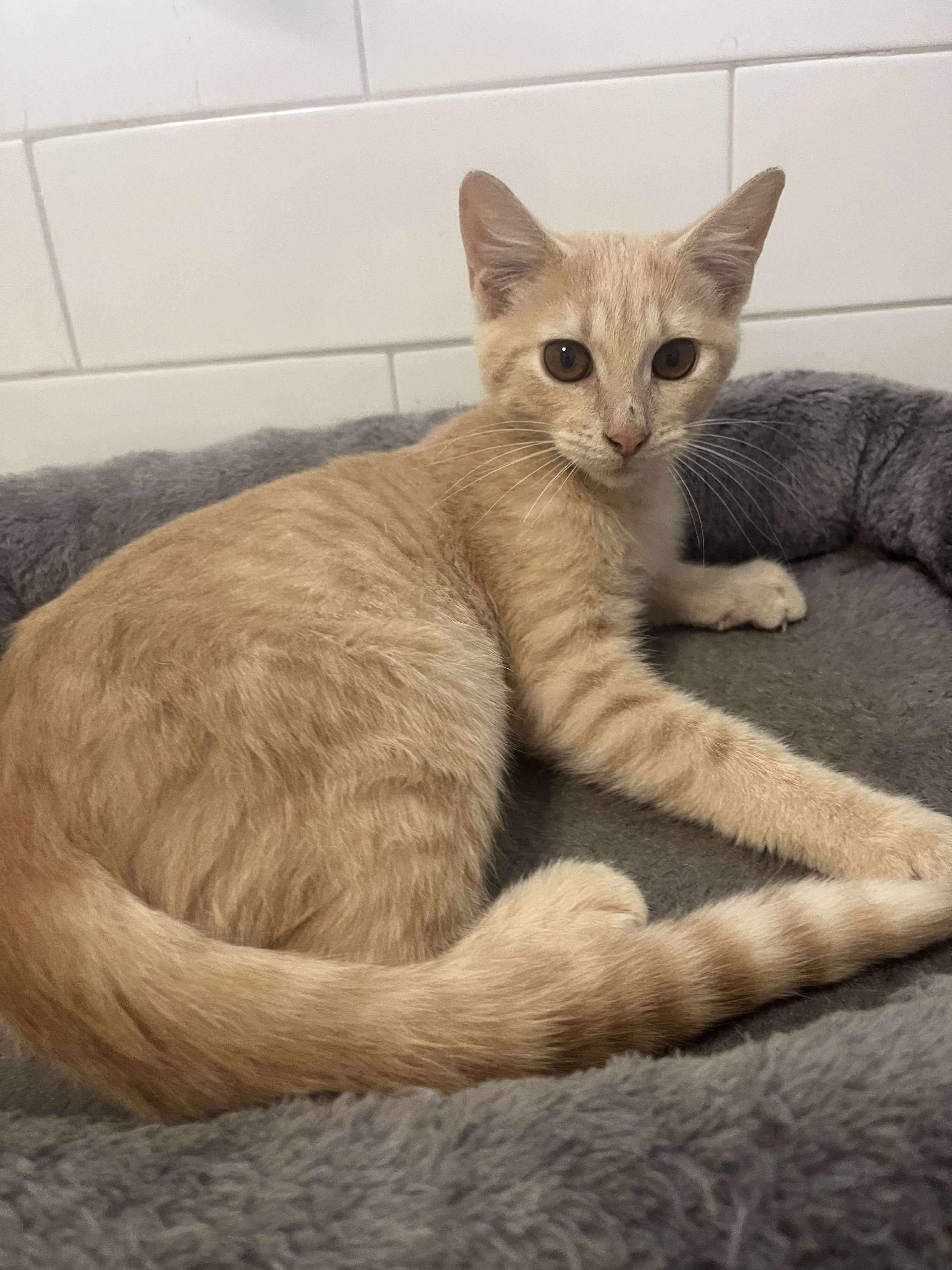 Enlarge Merlin, a Adoptable mixed breed in Randolph, AL image 1/3