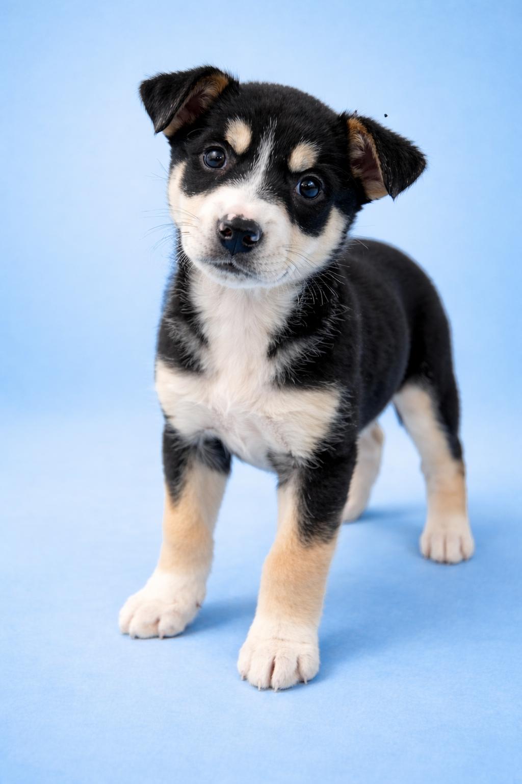 Enlarge Chowder, a Adoptable mixed breed in Kansas City, MO image 2/5