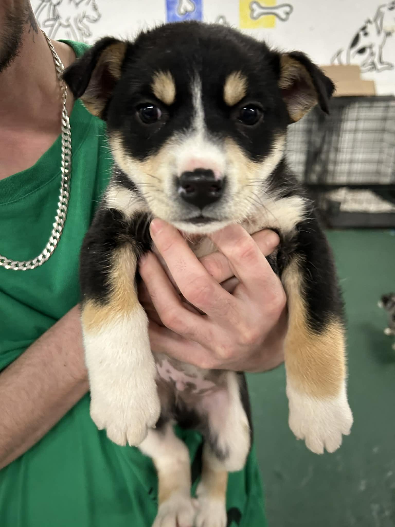 Enlarge Chowder, a Adoptable mixed breed in Kansas City, MO image 4/5