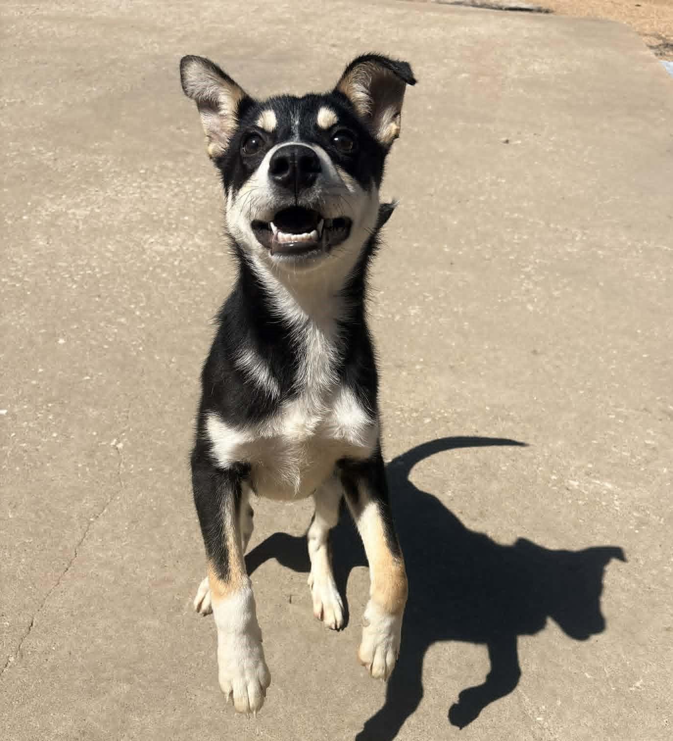 Enlarge Chowder, a Adoptable mixed breed in Kansas City, MO image 3/3
