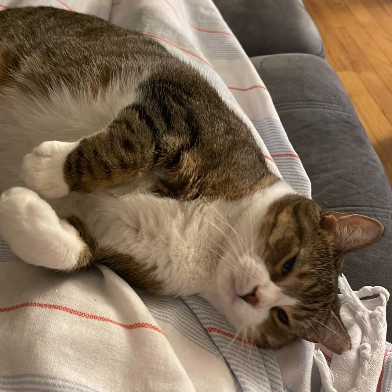 Caramel, Adopted, Adult Female Domestic Short Hair.