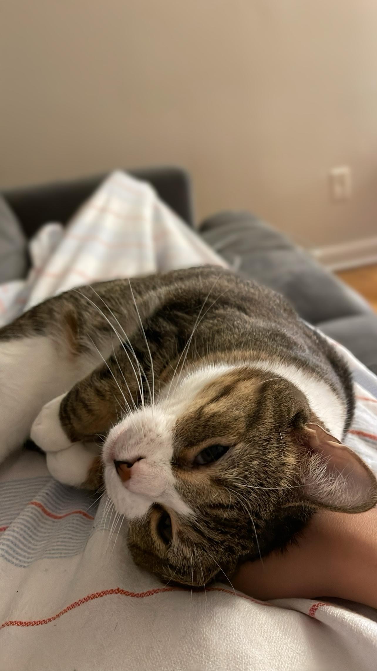 Enlarge Caramel, a Adopted Domestic Short Hair in Brooklyn, NY image 3/4