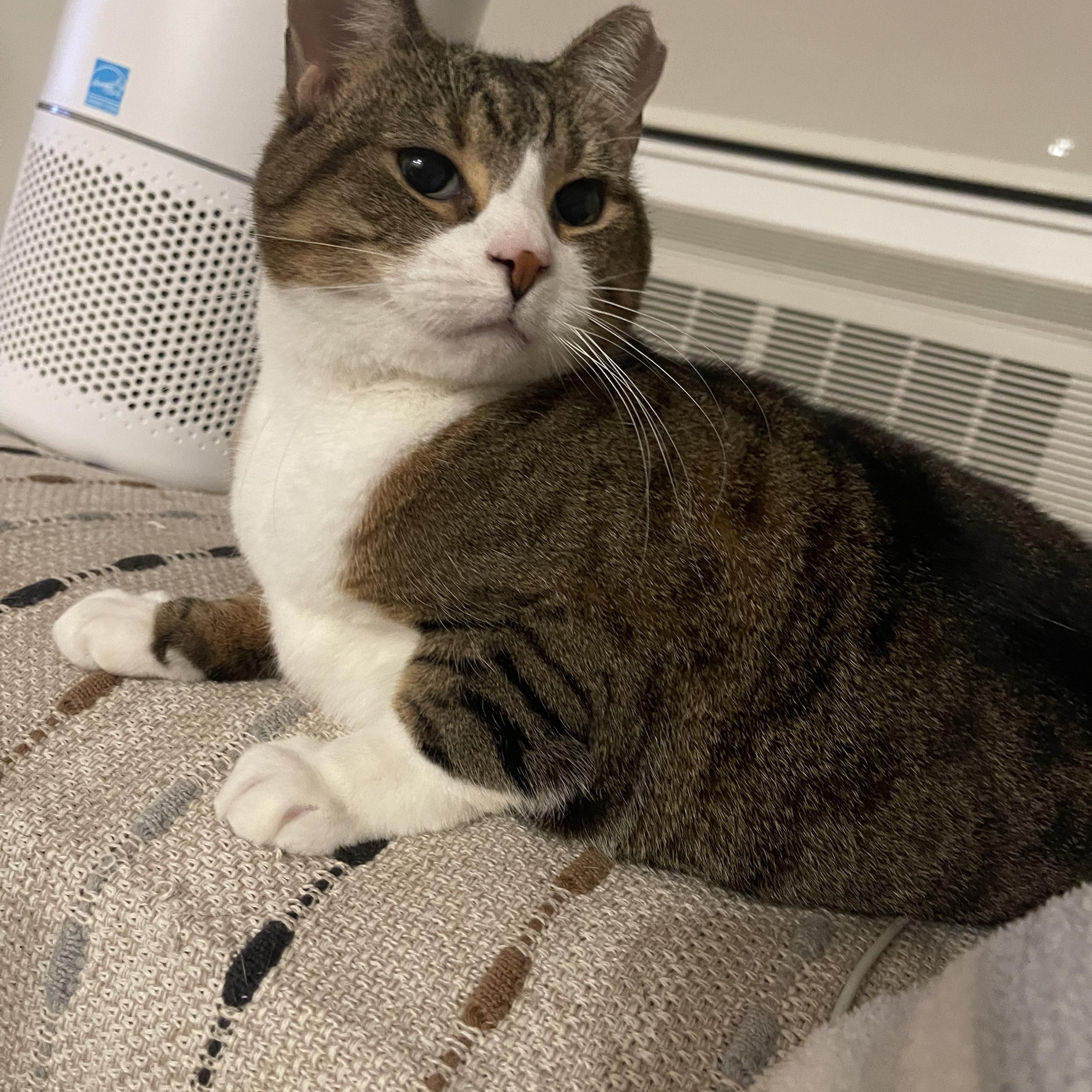 Enlarge Caramel, a Adopted Domestic Short Hair in Brooklyn, NY image 4/4