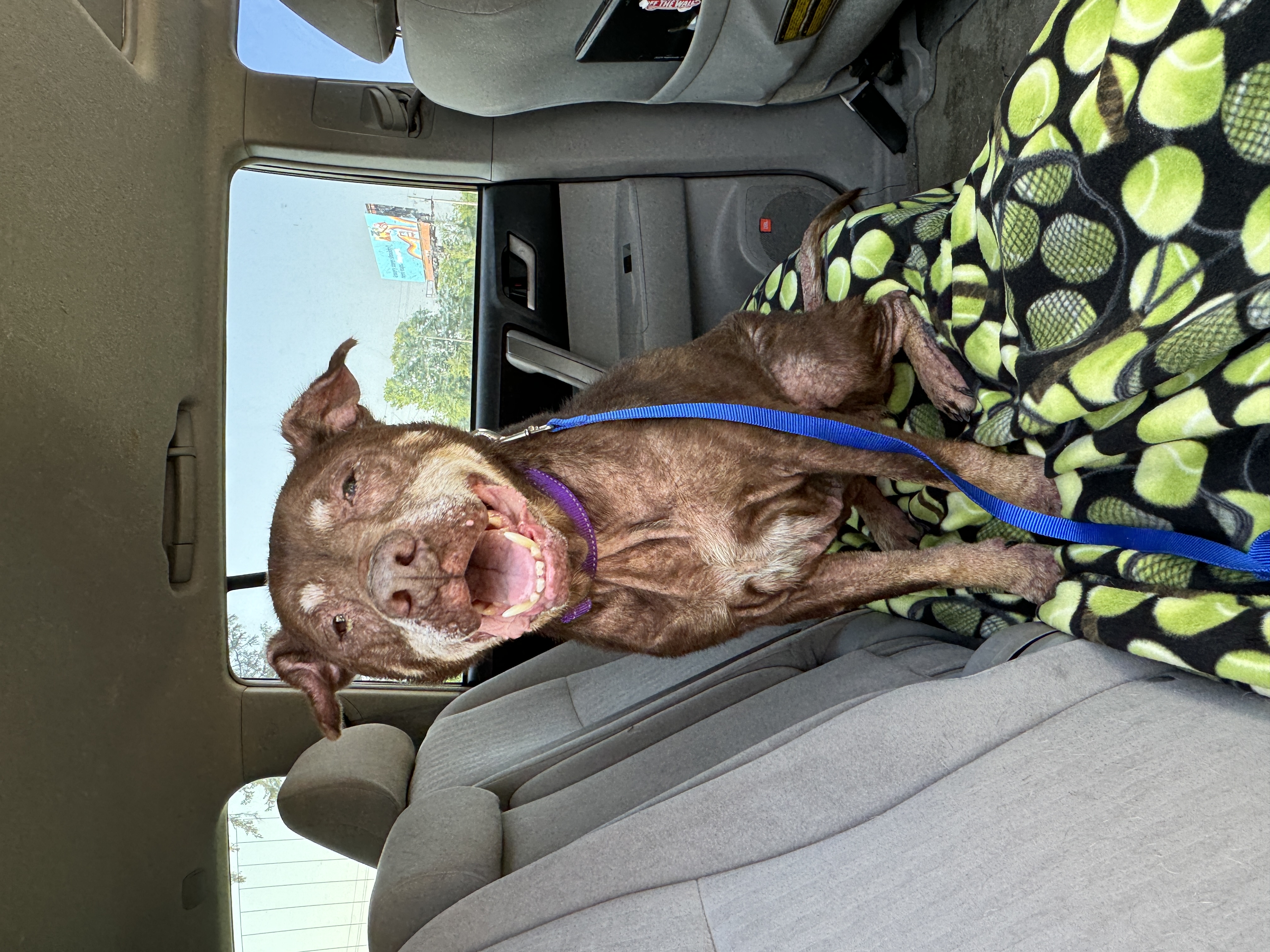 Lady, Senior Female Chocolate Labrador Retriever