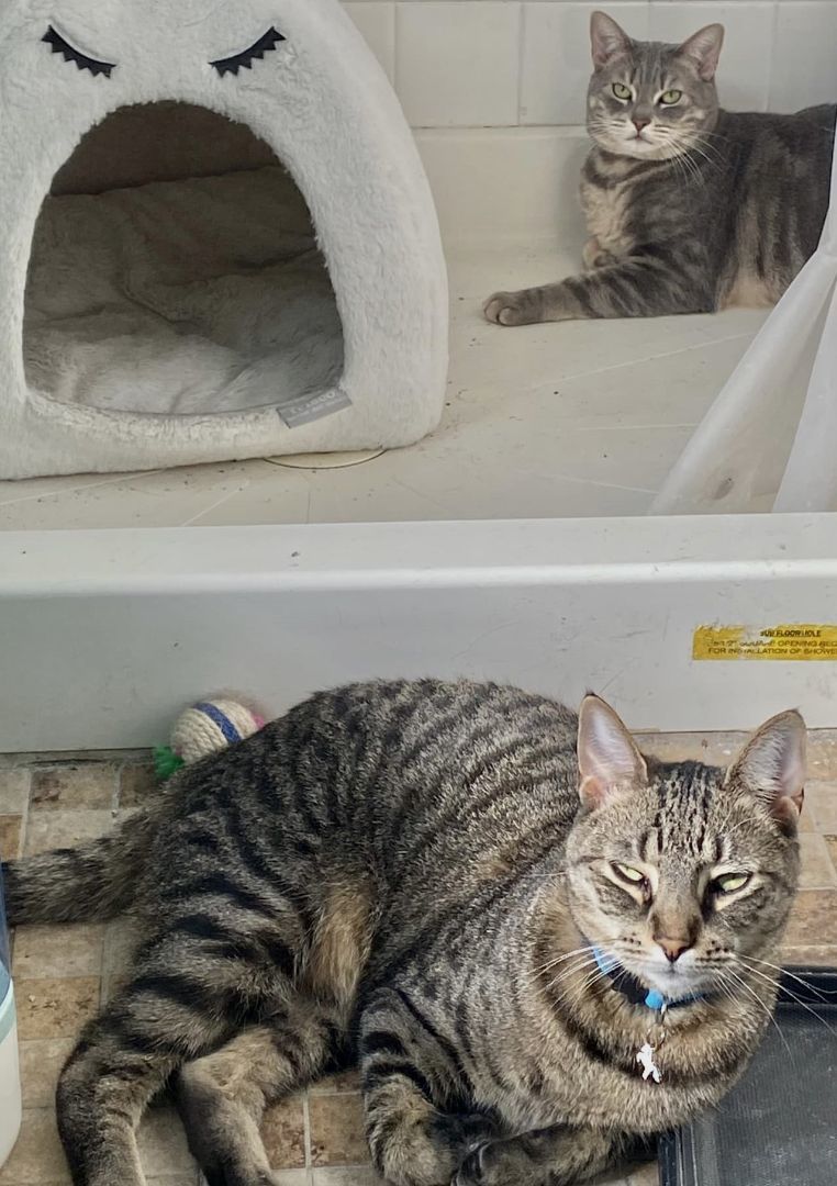 Phillipa & Michael, Adult Male Domestic Short Hair