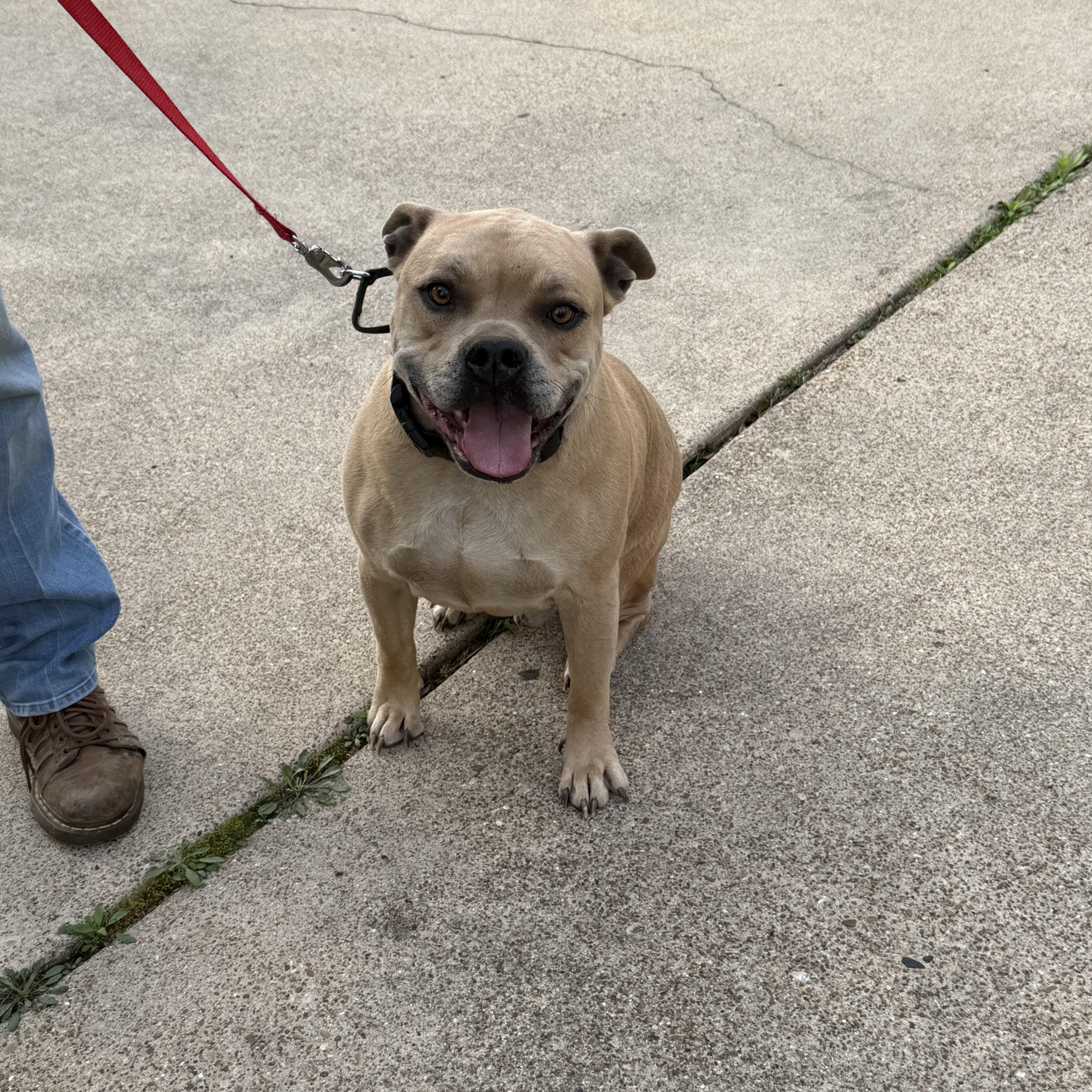 Enlarge Corky, a Adoptable Pit Bull Terrier in Peoria, IL image 3/6