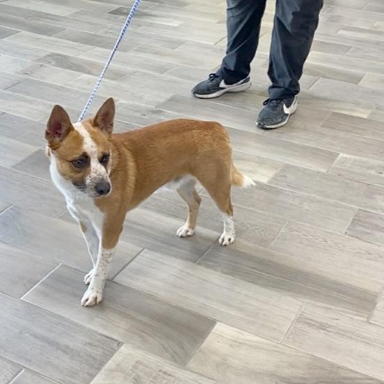 Enlarge Flint, a ADOPTABLE Australian Cattle Dog / Blue Heeler in Nevada, MO image 1/1