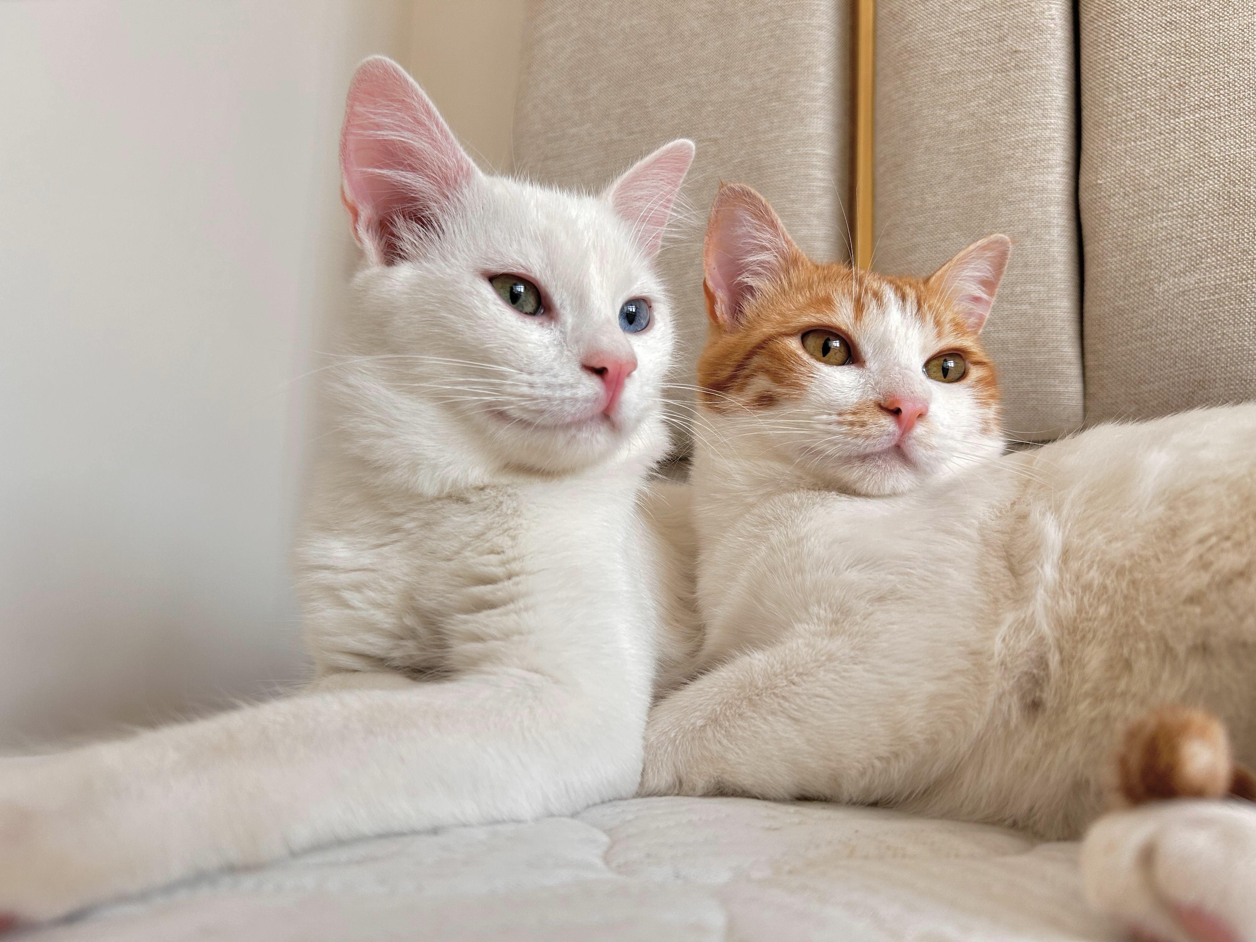 Enlarge Iris and Ollie, the Gorgeous Egyptian Duo , a Adoptable mixed breed in Somerset, NJ image 2/4