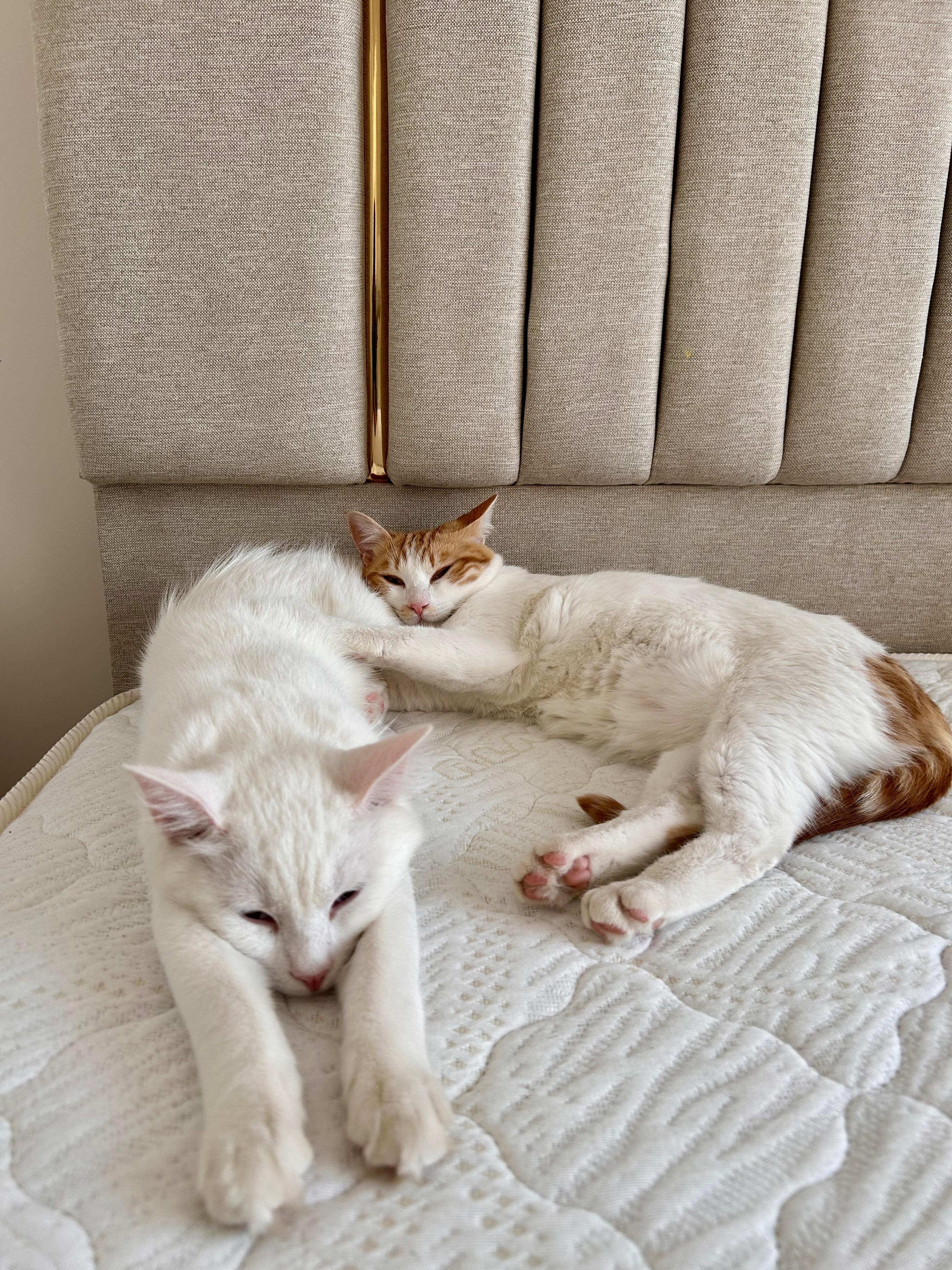 Enlarge Iris and Ollie, the Gorgeous Egyptian Duo , a Adoptable mixed breed in Somerset, NJ image 4/4