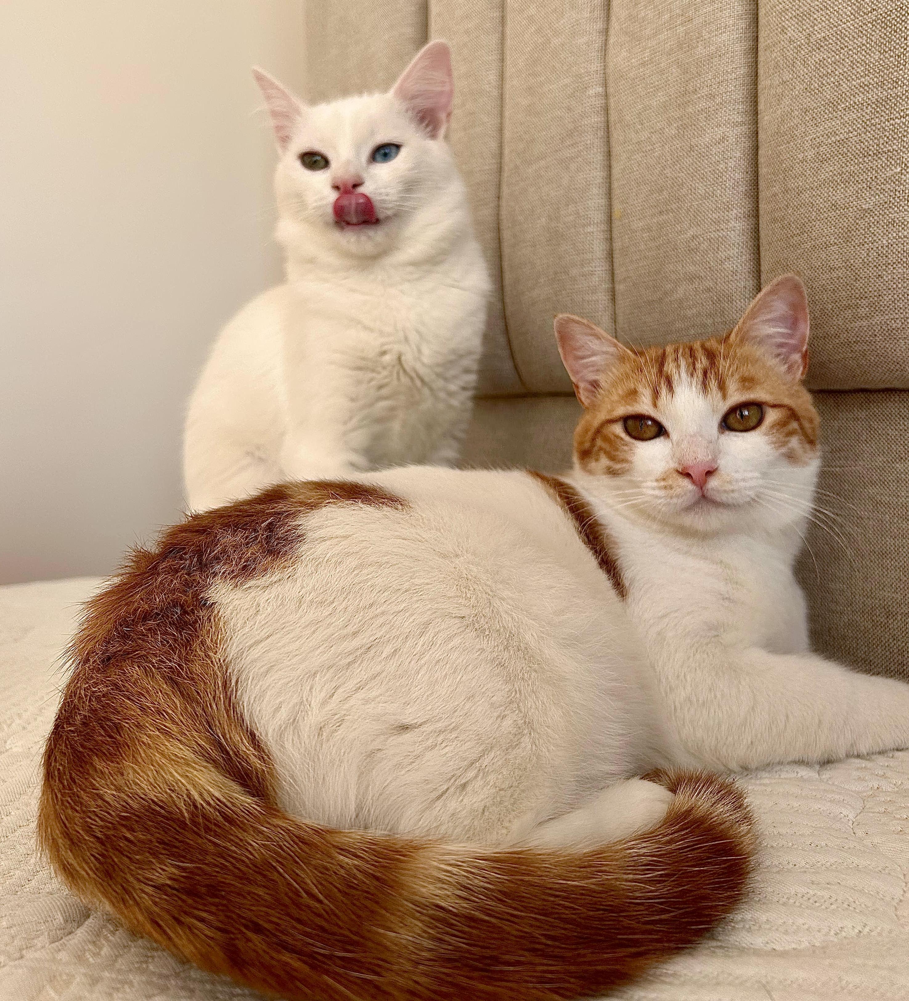 Iris and Ollie, the Gorgeous Egyptian Duo , Adoptable, Kitten Male Turkish Angora & Domestic Short Hair.