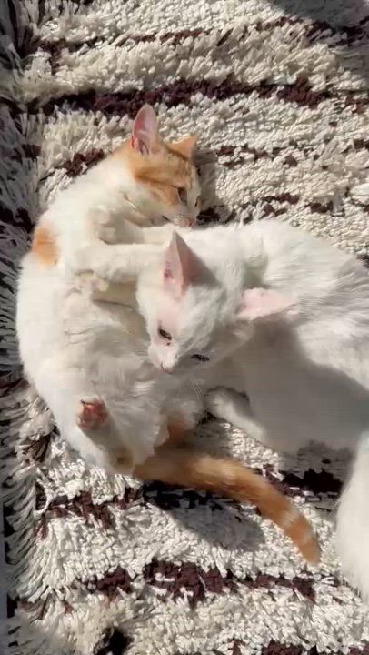 Enlarge Iris and Ollie, the Gorgeous Egyptian Duo , a Adoptable mixed breed in Somerset, NJ video 3/4