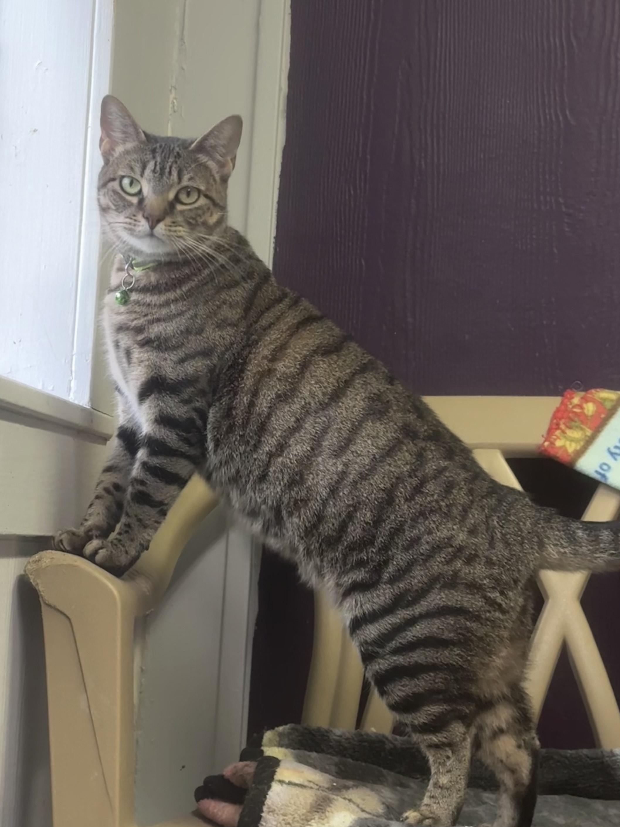 Enlarge Penelope, a Adoptable Domestic Short Hair in Plano, TX image 1/5