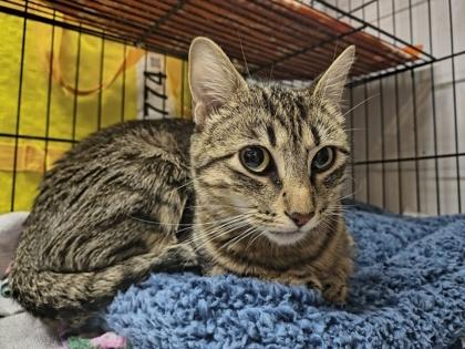 Enlarge Penelope, a Adoptable Domestic Short Hair in Plano, TX image 2/5