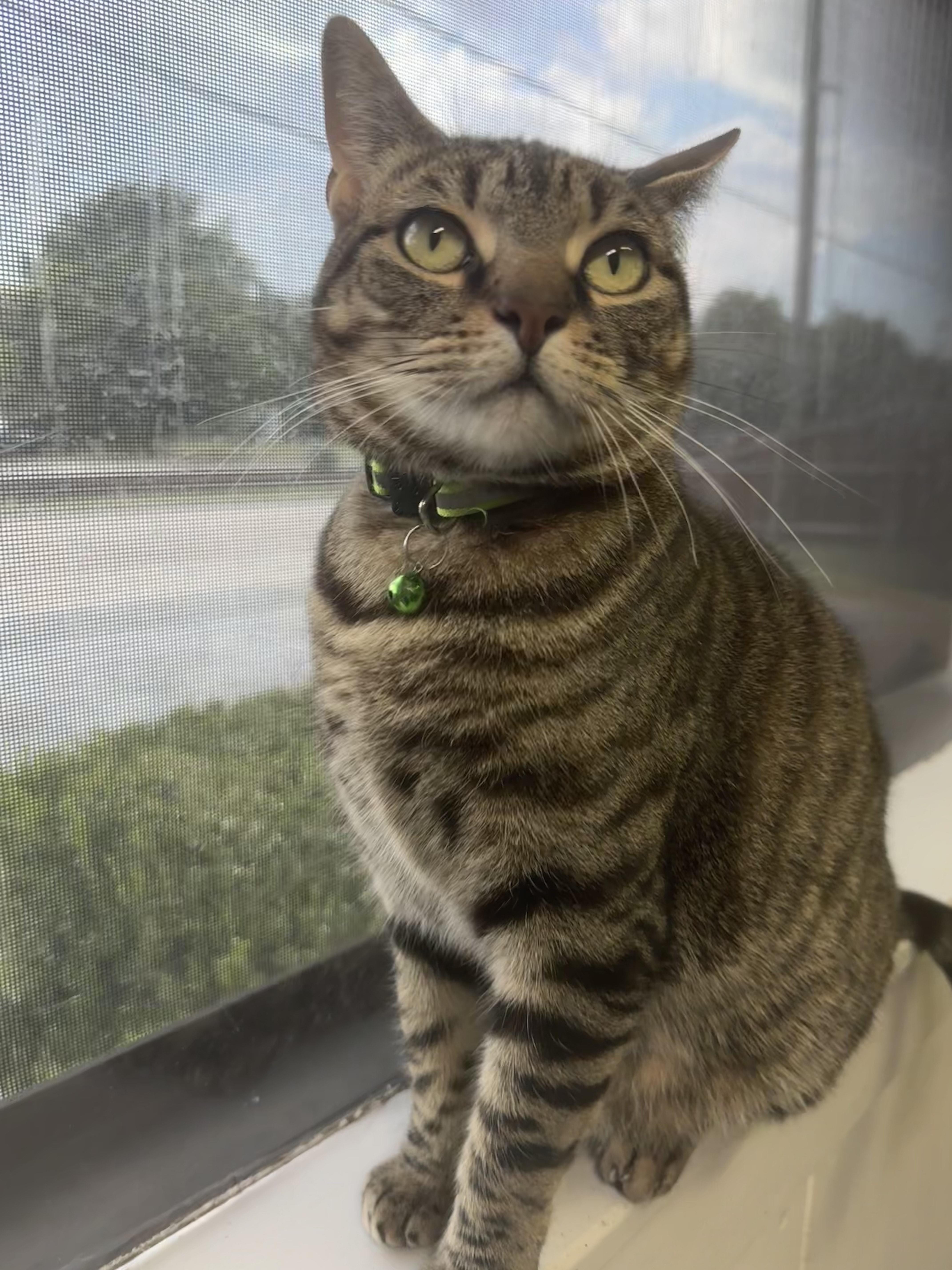 Enlarge Penelope, a Adoptable Domestic Short Hair in Plano, TX image 3/5