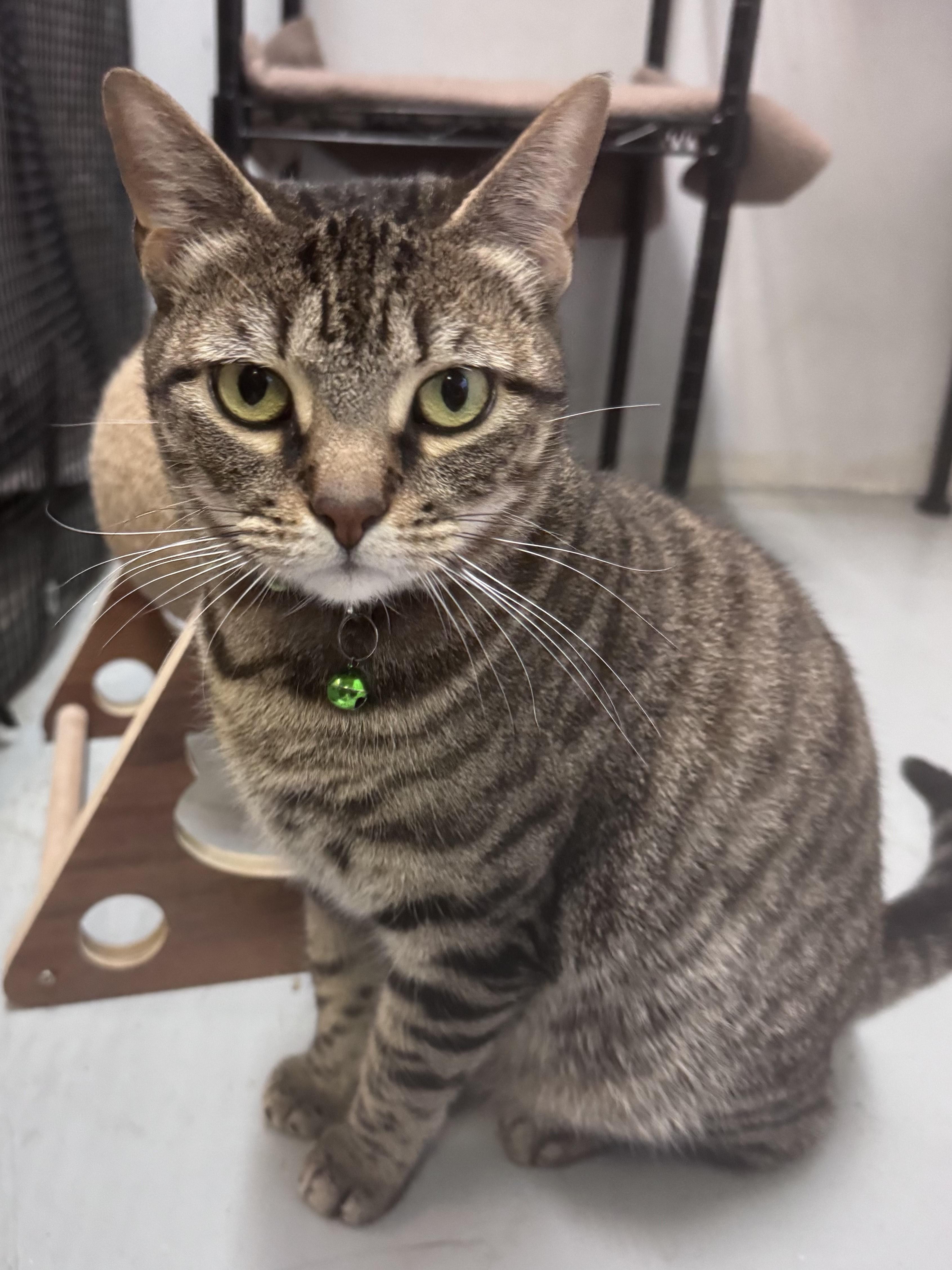 Enlarge Penelope, a Adoptable Domestic Short Hair in Plano, TX image 4/5