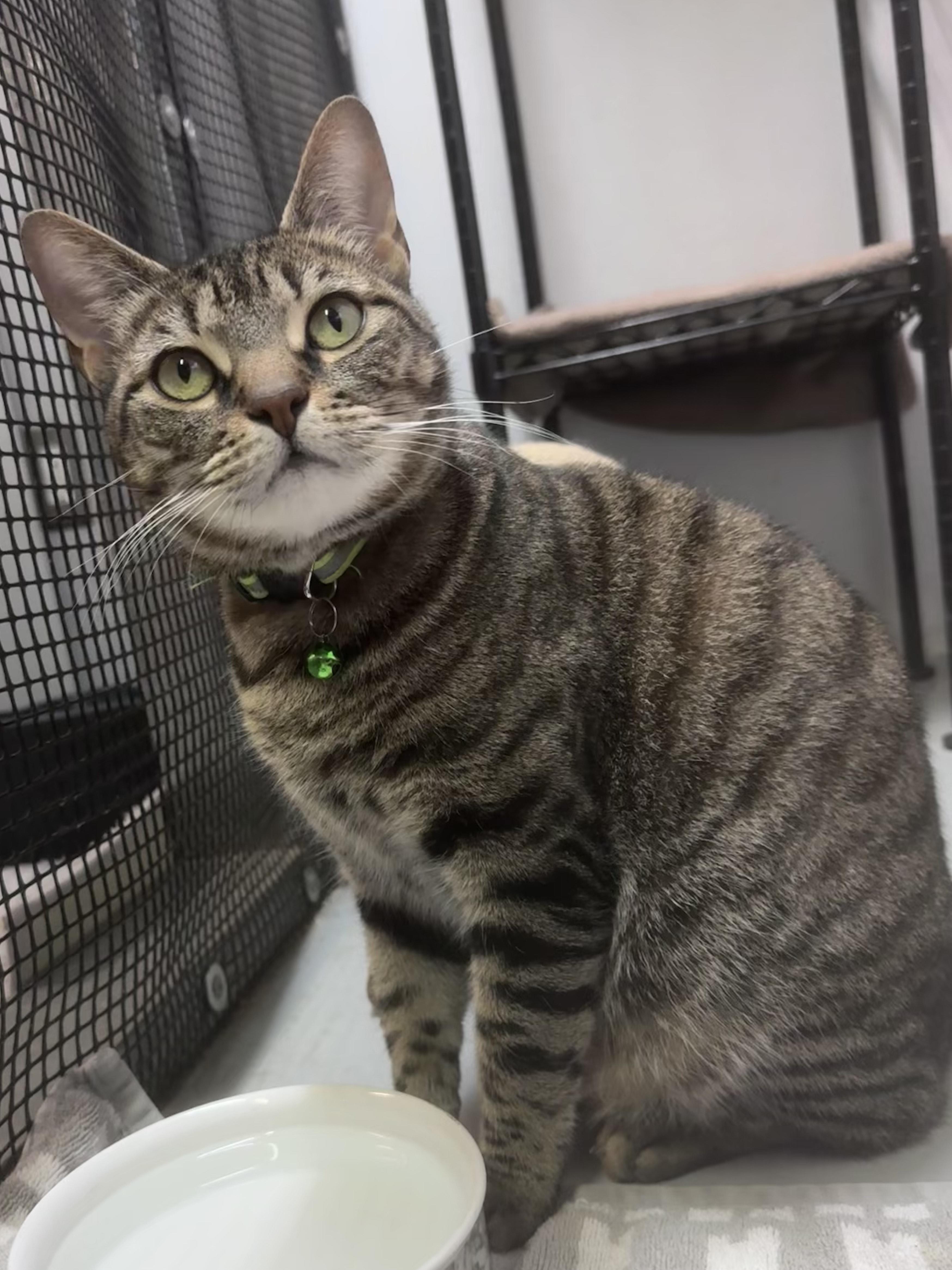 Enlarge Penelope, a Adoptable Domestic Short Hair in Plano, TX image 5/5