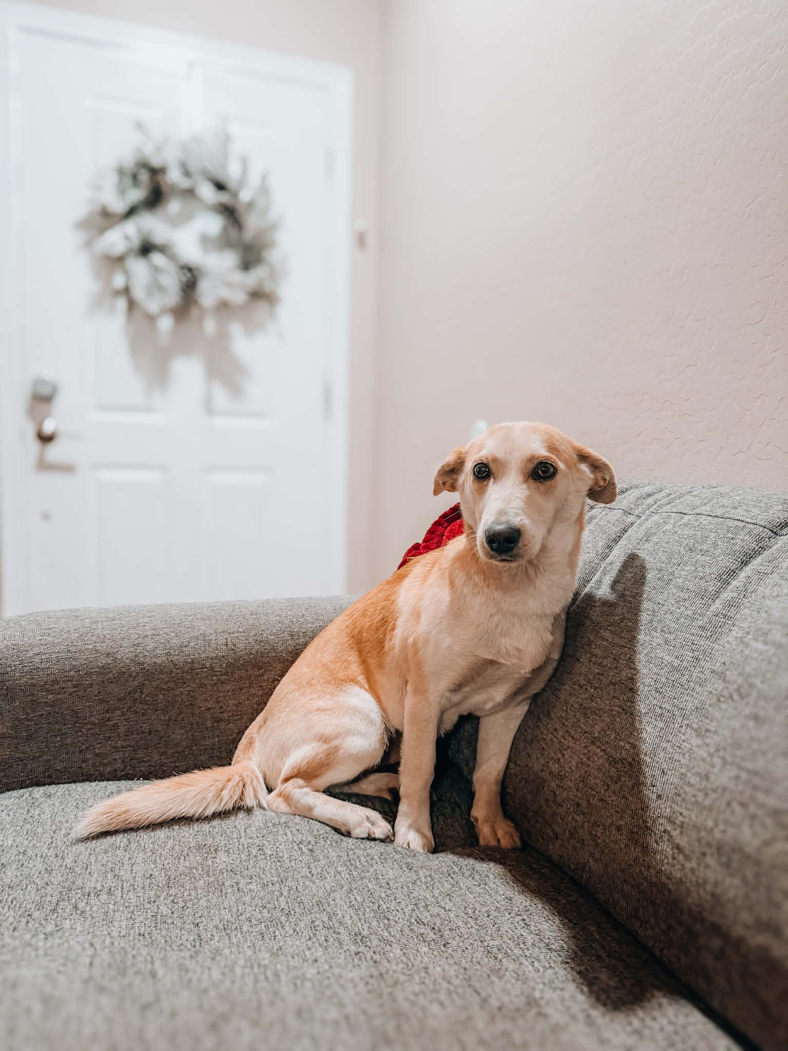 Sabrina, ADOPTABLE, Young Female Corgi.