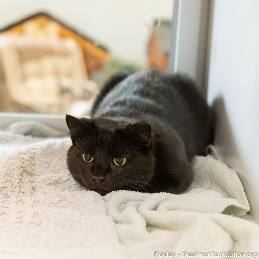 Keeley, Adoptable, Adult Female Domestic Short Hair.