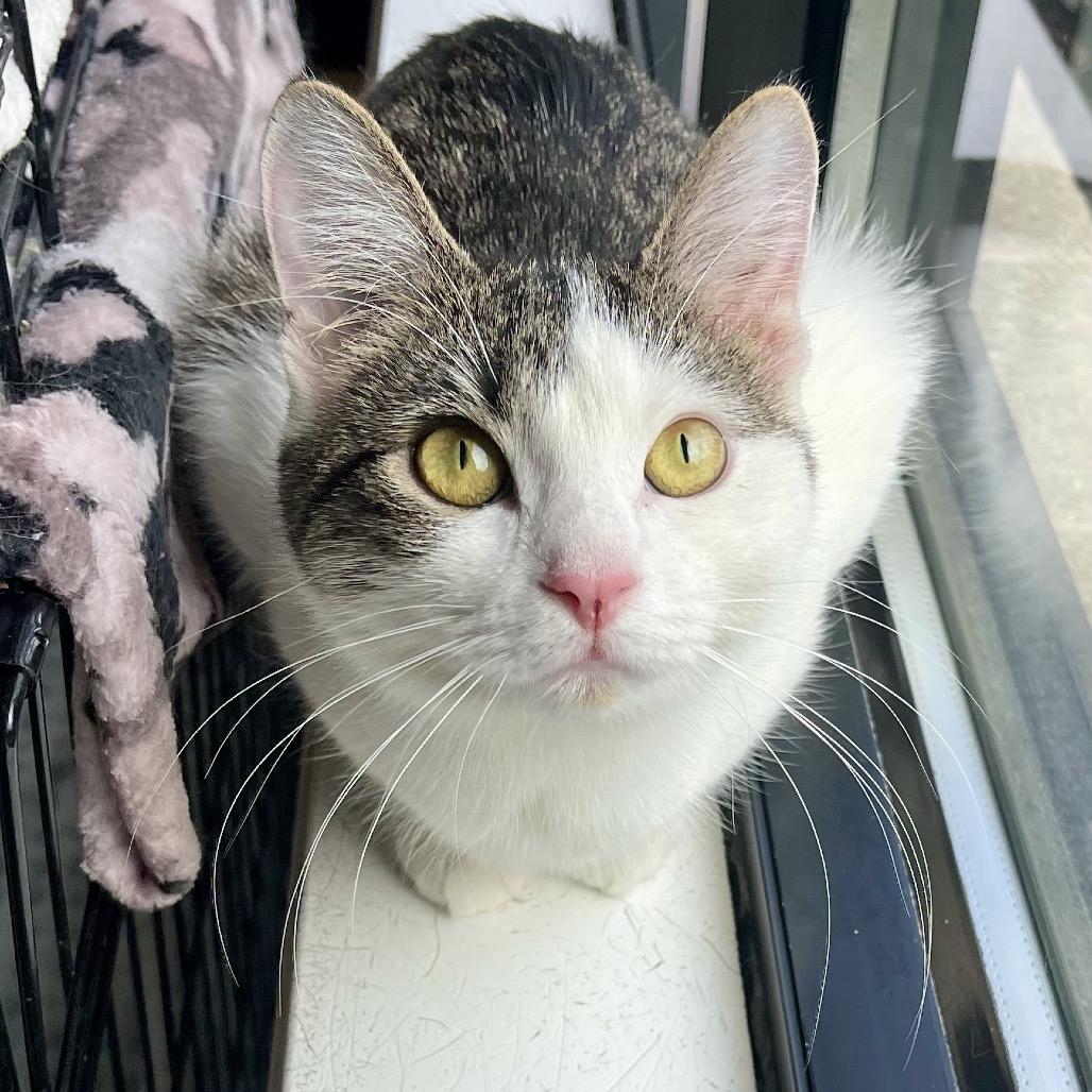 Macrame — thumbnail 3