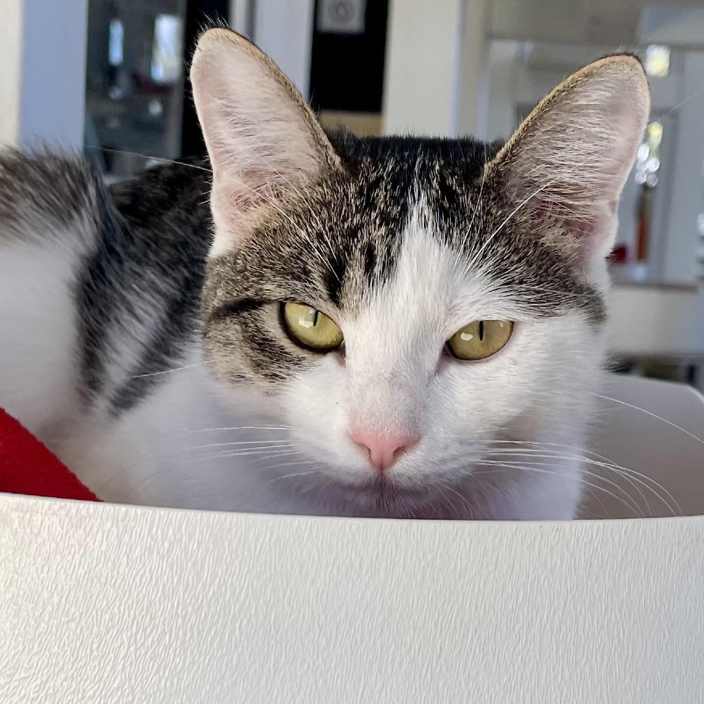 Macrame — thumbnail 4