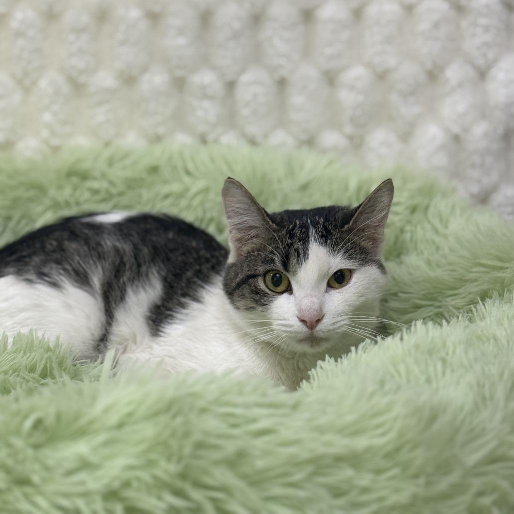 Macrame — thumbnail 6