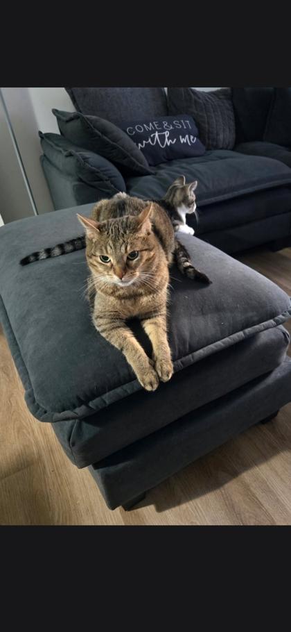 Honey, Adoptable, Adult Male Domestic Short Hair & Domestic Short Hair.