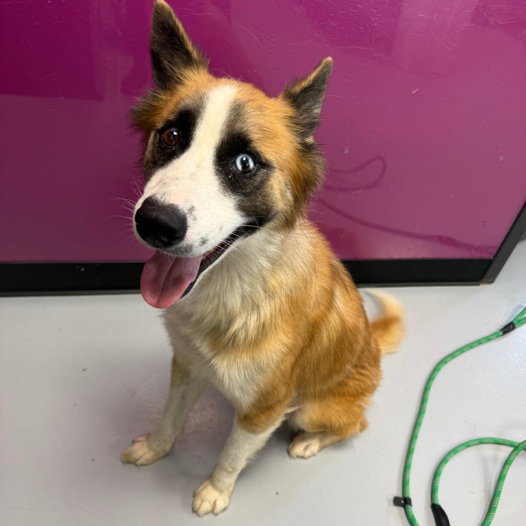 Zen, Adoptable, Young Male Husky & Mixed Breed.