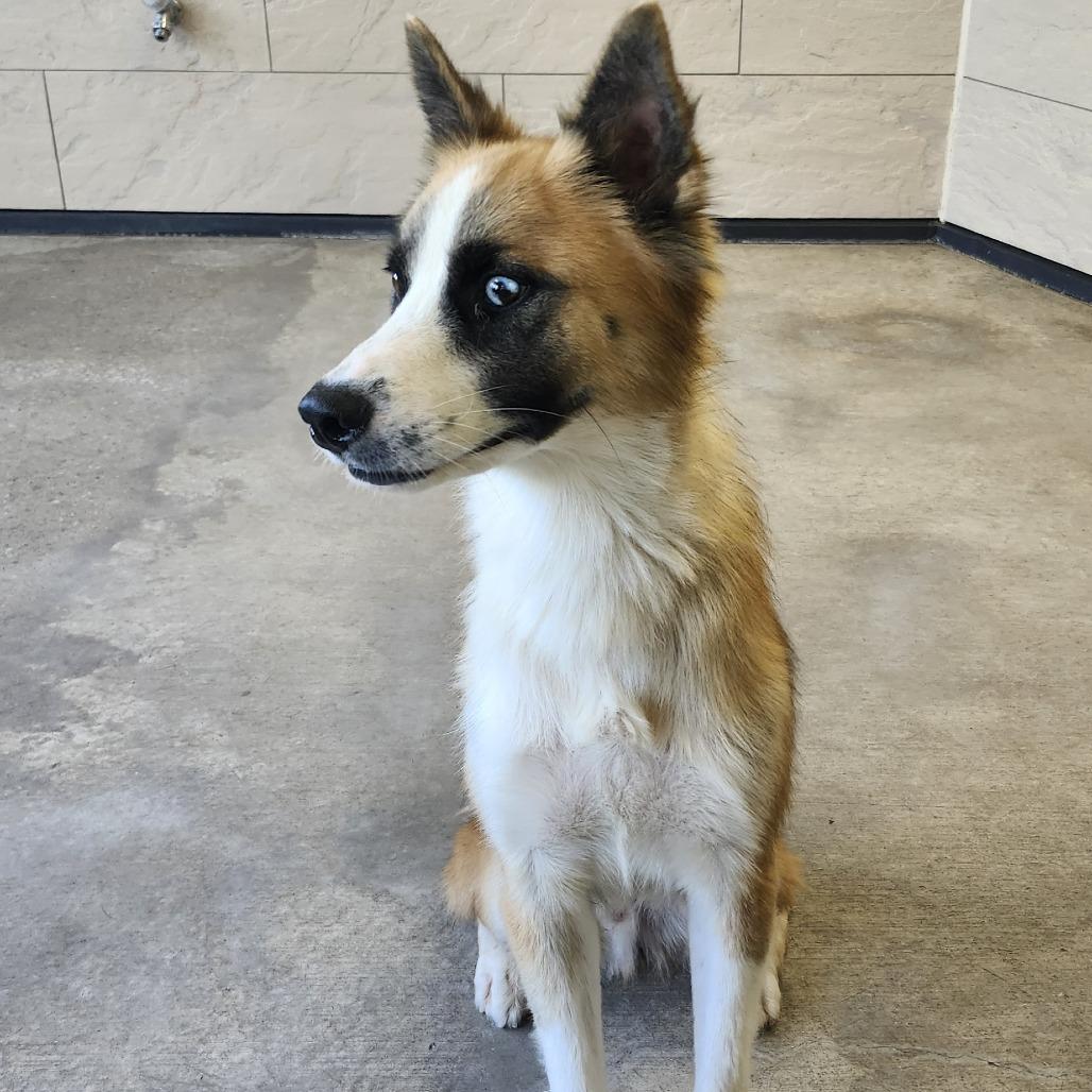 Enlarge Zen, a Adoptable mixed breed in Ponca City, OK image 2/3
