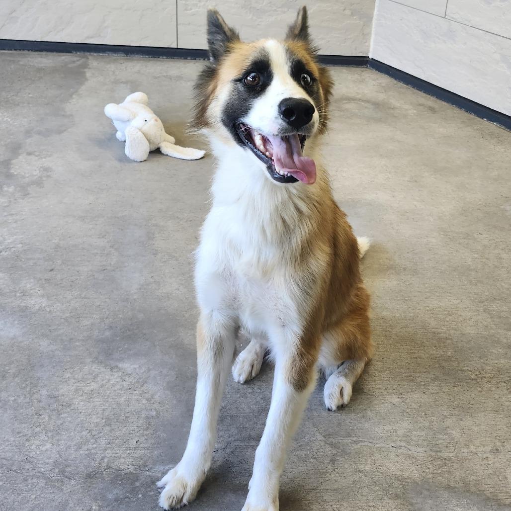 Enlarge Zen, a Adoptable mixed breed in Ponca City, OK image 3/3