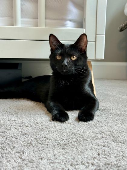 Diane, a Adoptable mixed breed in Wheaton, IL image 1/2
