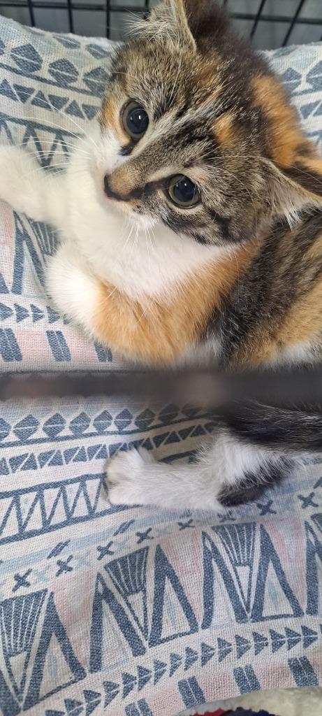 Filomena, Adoptable, Young Female Domestic Short Hair.