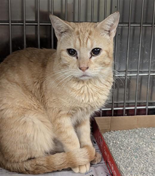 Enlarge SATURN, a Adoptable Domestic Short Hair in Olivette, MO image 1/1
