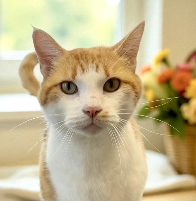 Enlarge Kitty, an adoptable Domestic Short Hair in Perry, IA image 4/5