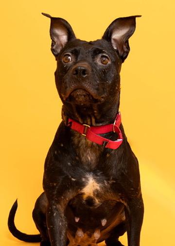 Cola 9890, a Adoptable mixed breed in Boca Raton, FL image 1/5