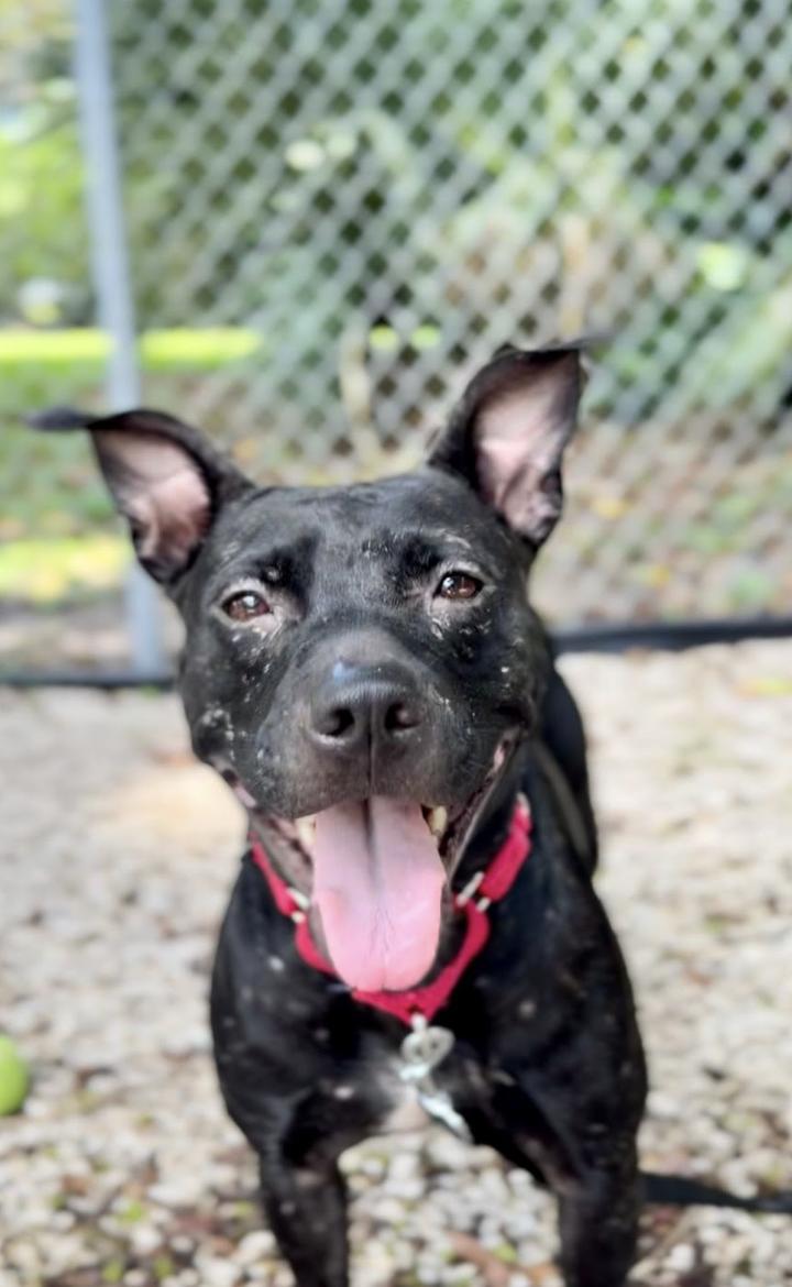 Cola 9890, a Adoptable mixed breed in Boca Raton, FL image 4/5