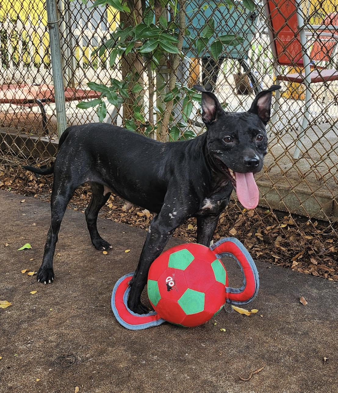 Cola 9890, a Adoptable mixed breed in Boca Raton, FL image 2/5