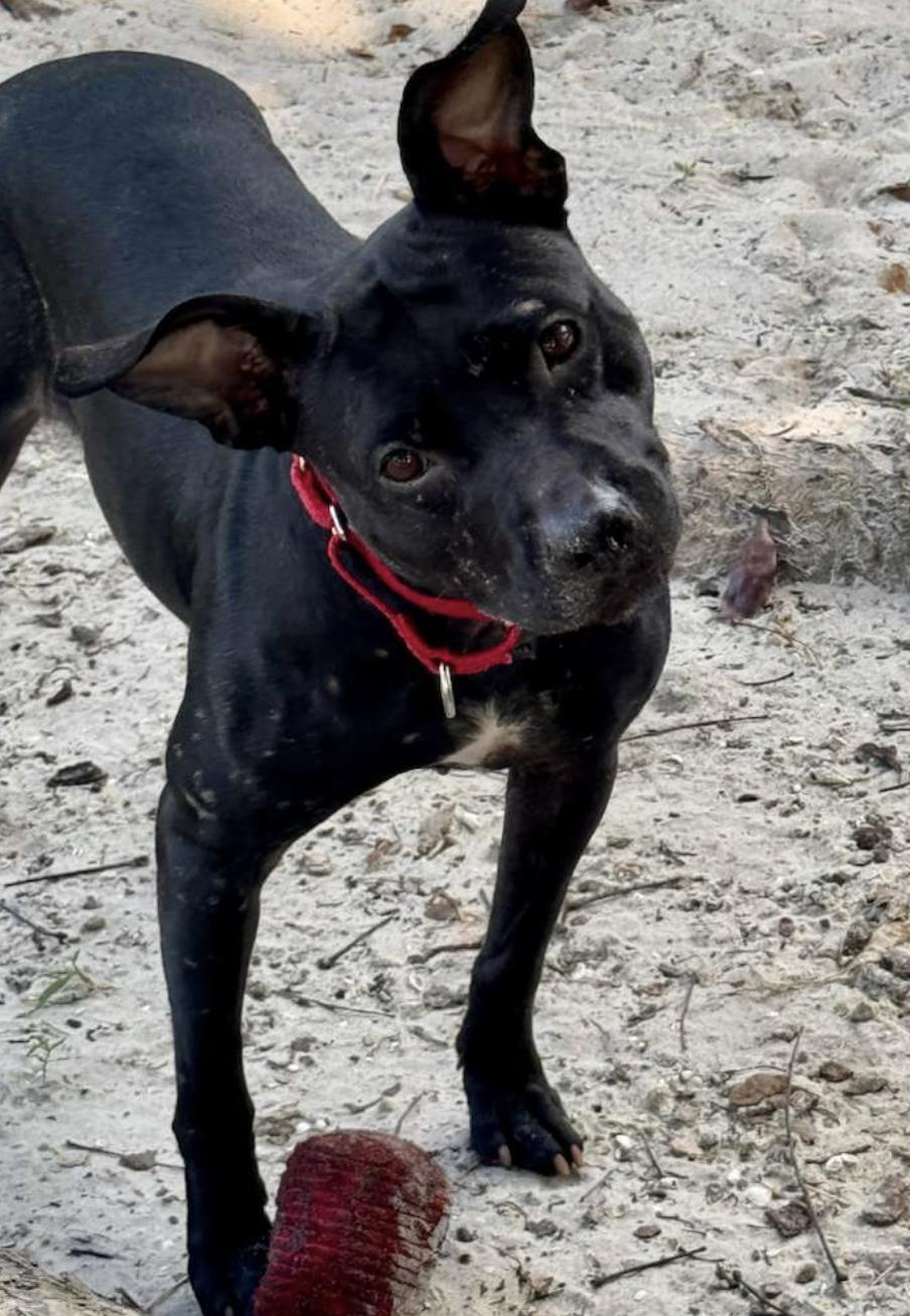 Cola 9890, a Adoptable mixed breed in Boca Raton, FL image 3/5